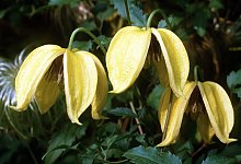Clematis - Foto: Marion Nickig/dpa