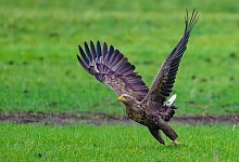 Seeadler - Patrick Pleul/dpa