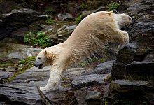 Berliner Eisb&auml;r Hertha - Foto: Gregor Fischer/dpa