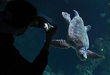 Unechte Karettschildkr&ouml;te schwimmt im Meeresmuseum von Stralsund - Stefan Sauer/dpa-Zentralbild/dpa