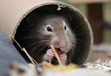 Hamster sitzt in seinem Käfig - Caroline Seidel-Dißmannel/dpa-tmn