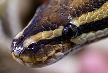 K&ouml;nigspython - Foto: Christophe Gateau/dpa