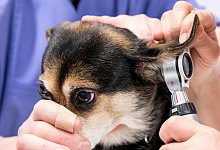 Hund beim Tierarzt - Foto: Florian Schuh