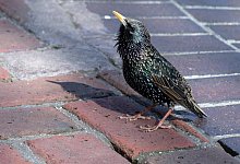 Brutst&auml;tte f&uuml;r Stare - Foto: Andrea Warnecke/dpa-tmn