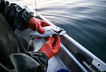 Felchen - Felix K&auml;stle/dpa