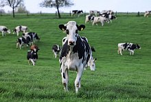 Weideaustrieb in der Milchwirtschaft - Oliver Berg/dpa