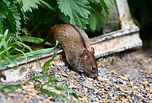 Brandmaus - Wolfram Steinberg/dpa