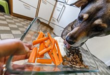 M&ouml;hren f&uuml;r den Hund - Foto: Markus Scholz