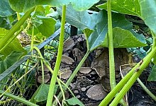 Frau entdeckt Würgeschlange im heimischen Kompost - -/Kreispolizeibehörde Herford/dpa