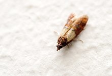 Motte - Foto: Andrea Warnecke/dpa-tmn