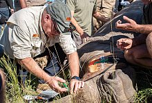 Kampf gegen Nashorn-Wilderer - Foto: Jessica Shuttleworth/University of the Witwatersrand/dpa