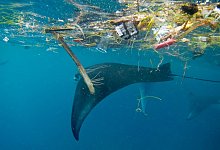 Mikroplastik im Meer - Foto: dpa