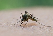 M&uuml;cke - Foto: Patrick Pleul/dpa-Zentralbild/dpa