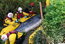 Wal in der Themse - Foto: Yui Mok/PA Wire/dpa