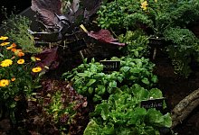 Ein kleiner Gem&uuml;segarten - Ina Fassbender/dpa-tmn/dpa