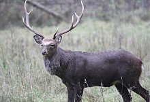 Sika-Wild - Jens Rademacher