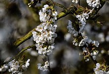 Kirschbl&uuml;te in Witzenhausen - Swen Pf&ouml;rtner/dpa
