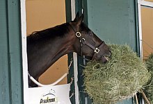 Auch Pferde werden krank - Foto: Mark Abraham