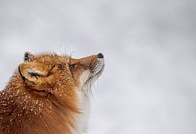 Fuchs läuft durch den Schnee in seinem Gehege - Lino Mirgeler/dpa/dpa-tmn