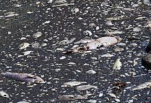 Tote Fische in der Oder. - Marcin Bielecki/PAP/dpa