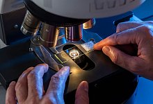 Ob auf Exkursion am Äquator oder mit Kittel im Labor: Insektenforscher haben vielfältige berufliche Einsatzmöglichkeiten. - Matthias Rietschel/dpa-tmn