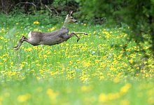 Reh springt &uuml;ber L&ouml;wenzahn - Foto: dpa