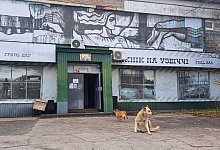 Straßenhunde in Tschernobyl - Andreas Stein/dpa