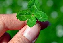 Kleeblatt - Symbolbild: pixabay.com