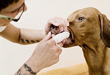 F&uuml;r gesunde Bei&szlig;erchen: Z&auml;hneputzen bei Hunden - Foto: Monique W&uuml;stenhagen