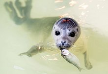 Seehundstation Norddeich - Hauke-Christian Dittrich/dpa