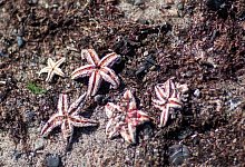 Seestern am Ostseestrand - Jens Büttner/dpa-Zentralbild/dpa