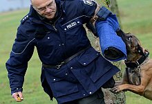 Polizeih&uuml;ndin Tevje &uuml;bt mit ihrem Hundef&uuml;hrer Joachim B&uuml;hrmann&nbsp; in Schloss Holte-Stukenbrock auf einer Wiese. - dpa