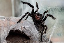 Vogelspinne - Foto: Daniel Maurer