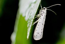 Gespinstmotte am Apfelbaum - Foto: Julian Stratenschulte/dpa/dpa-tmn