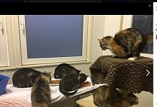 63 Katzen hatte eine Frau in Eckardtsheim in ihrem H&auml;uschen gehalten. Viele krank, manche sogar behindert. Der Tierschutzverein hat das Haus ger&auml;umt. - Screenshot: NW