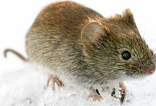 R&ouml;telmaus - Foto: Kimmo Taskinen/STT-Lehtikuva/