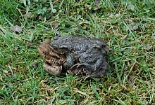 erdkroeten_bund - BUND Lemgo