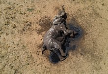 T&ouml;dliche D&uuml;rre f&uuml;r Elefanten - Privilege Musvanhiri/-/dpa