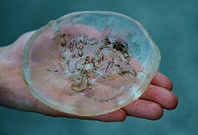 Qualle - Foto: Axel Heimken/dpa