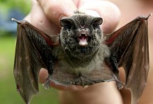 Fledermaus - Foto: Stefan Thomas