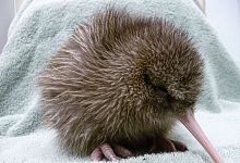 Kiwi - ---/West Coast Wildlife Centre/dpa
