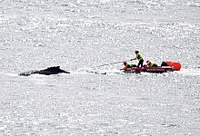 Walrettung in Australien - Dan Himbrechts/AAP Image/AP