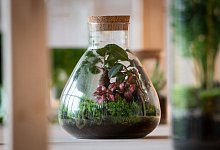 Gl&auml;ser mit Pflanzen stehen in der Ausstellung &laquo;Gr&uuml;ne Moderne&raquo; im Museum Ludwig in K&ouml;ln. - Christian Knieps/dpa