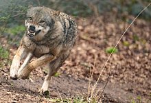 Europ&auml;ischer Wolf - Boris Roessler/dpa