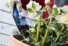 Die Reste von Ostern: Mit Eierschalen den Gartenboden verbessern - Franziska Gabbert/dpa-tmn