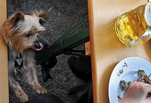 Hund im Biergarten - Foto: Frank Leonhardt