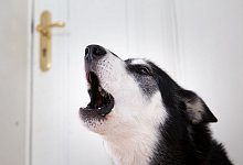 Hund allein zu Hause - Florian Schuh/dpa-tmn
