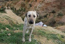 Stra&szlig;enhund in der T&uuml;rkei - Christine-Felice R&ouml;hrs/dpa
