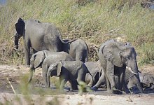 Afrikanische Elefanten - Foto: Kevin Anderson/AP