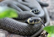 Gifttiergesetz - Roland Weihrauch/dpa/Archivbild